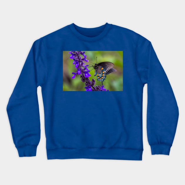 Pipevine Swallowtail Butterfly on Purple Flowers Crewneck Sweatshirt by Debra Martz